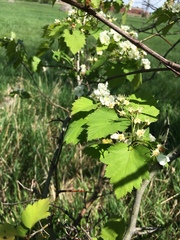 Crataegus fluviatilis