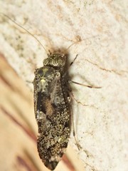 Nimbopsocus australis