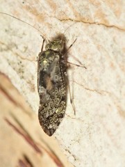 Nimbopsocus australis