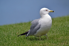 Larus delawarensis