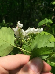 Crataegus fluviatilis