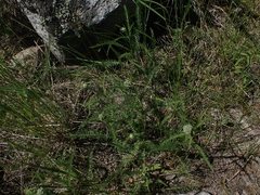 Achillea millefolium borealis