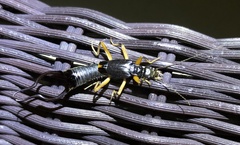 Forcipula decolyi