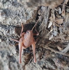 Aglaothorax