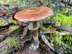 Agaricus austrovinaceus