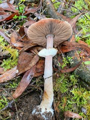 Agaricus austrovinaceus