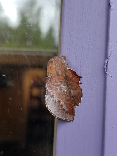 American Lappet Moth photo 4