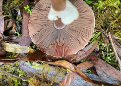 Agaricus austrovinaceus
