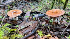 Agaricus austrovinaceus