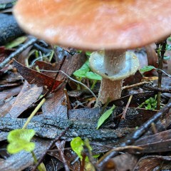 Agaricus austrovinaceus