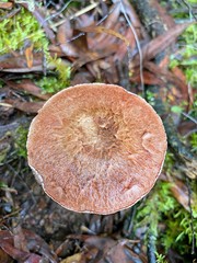 Agaricus austrovinaceus