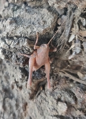 Aglaothorax