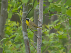Media resource of Geothlypis trichas