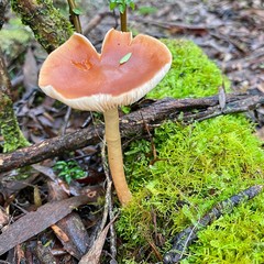 Rhodocollybia incarnata