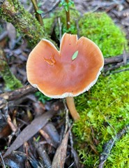 Rhodocollybia incarnata