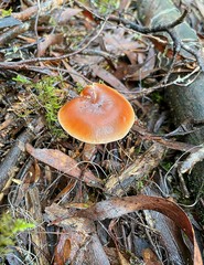Rhodocollybia incarnata