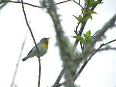 Setophaga americana image