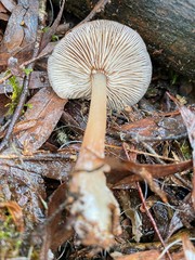 Rhodocollybia incarnata