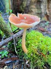 Rhodocollybia incarnata