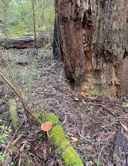 Rhodocollybia incarnata
