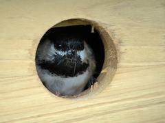 Poecile atricapillus image