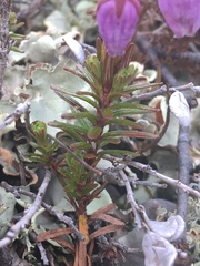 Phyllodoce caerulea