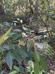 Petalostigma