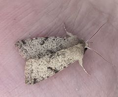 Orthosia behrensiana