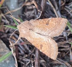 Orthosia ferrigera