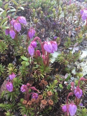 Phyllodoce caerulea
