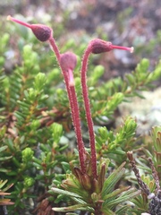 Phyllodoce caerulea
