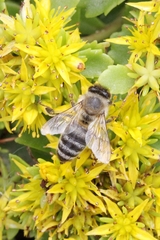 Apis mellifera