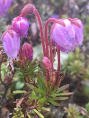 Phyllodoce caerulea