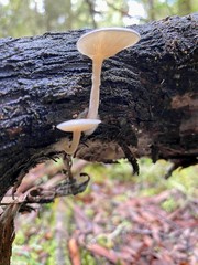 Clitocybe semiocculta