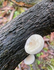Clitocybe semiocculta