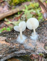 Clitocybe semiocculta