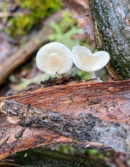 Clitocybe semiocculta