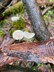 Clitocybe semiocculta