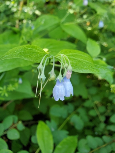 broadleaf bluebells (Mertensia platyphylla)
