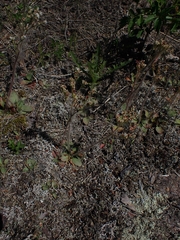 Micranthes virginiensis