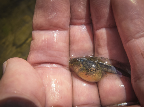 iNaturalist observation photo of Pacific chorus frog