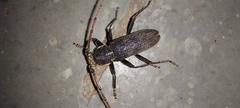 Hesperophanini