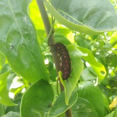 Battus philenor acauda