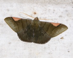 Sphacelodes vulneraria