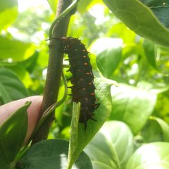 Battus philenor acauda