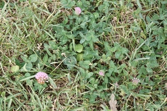 Trifolium pratense