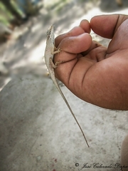 Anolis sericeus