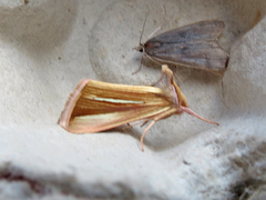 Plusia venusta