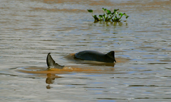 Sotalia fluviatilis