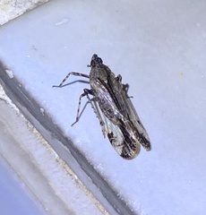 Orthopagus splendens